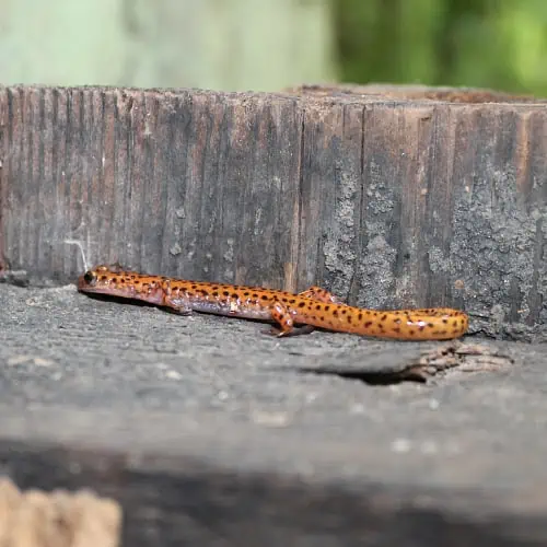 Spotted-tail salamander