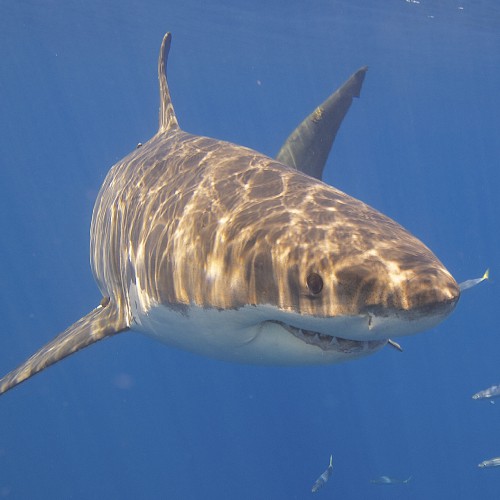 Great white shark underwater