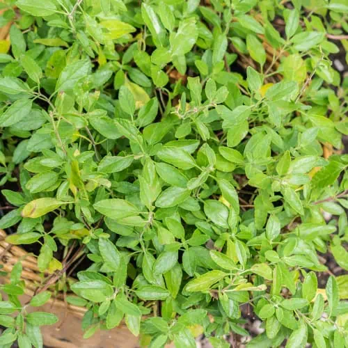 Baby sage leaves