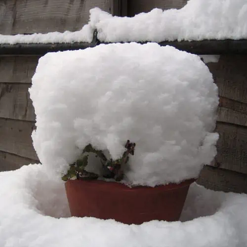 Potted plant in the snow