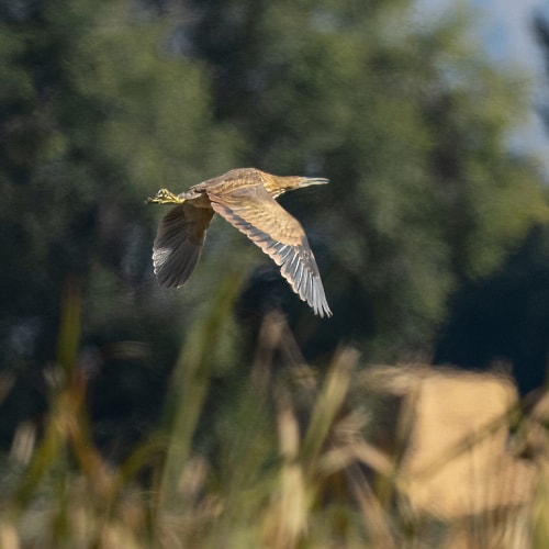 American bittern in flight