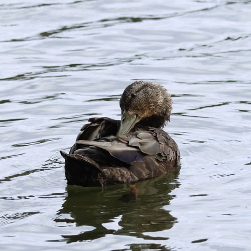 American black duck