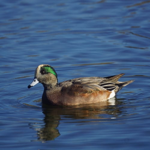 American wigeon on water