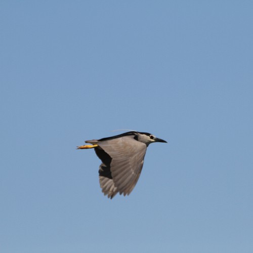 Black-crowned night heron in flight