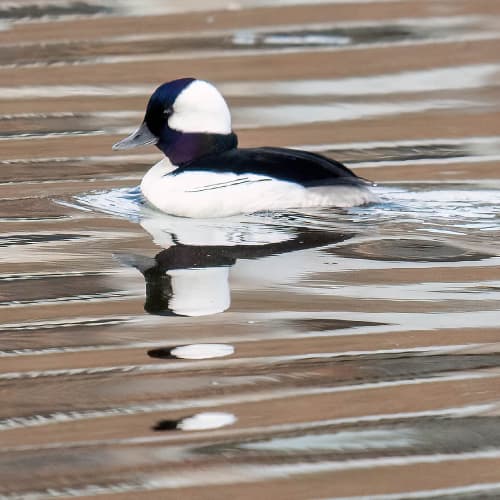 Bufflehead
