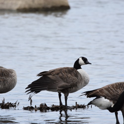 Canada geese