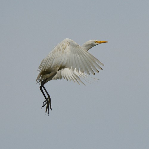 Cattle egret in flight