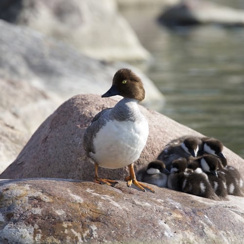 Common goldeneye with young