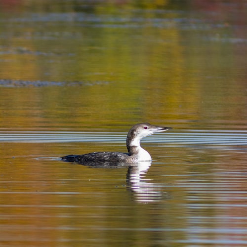 Common loon in water