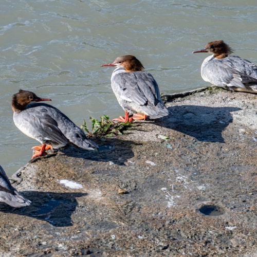 Group of female common mergansers