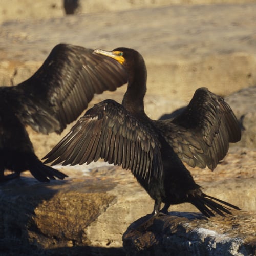 Double-crested cormorant with wings spread