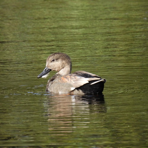 Gadwall on water