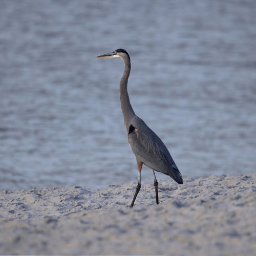 Great blue heron on shore