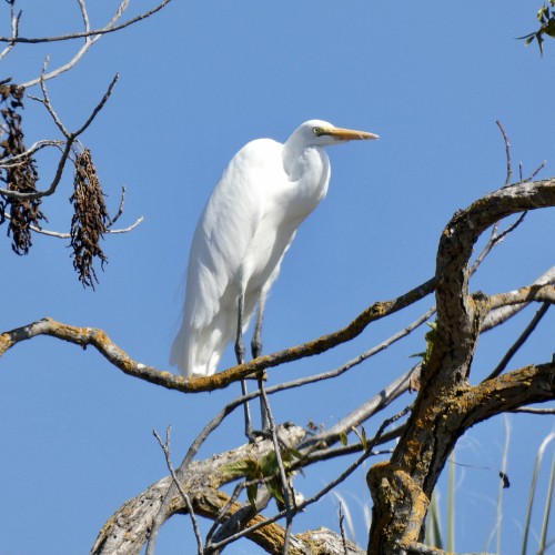 Great egret on tree