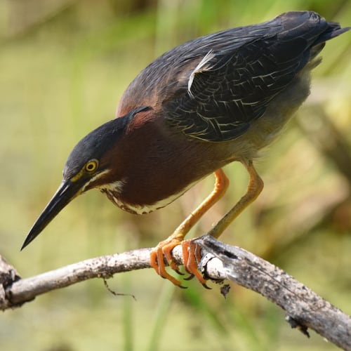 Green heron on branch