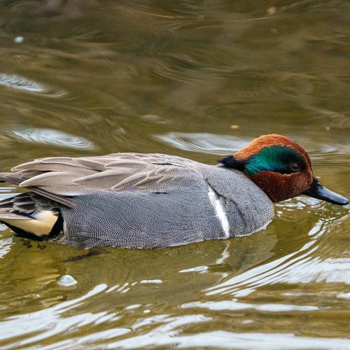 Green-winged teal