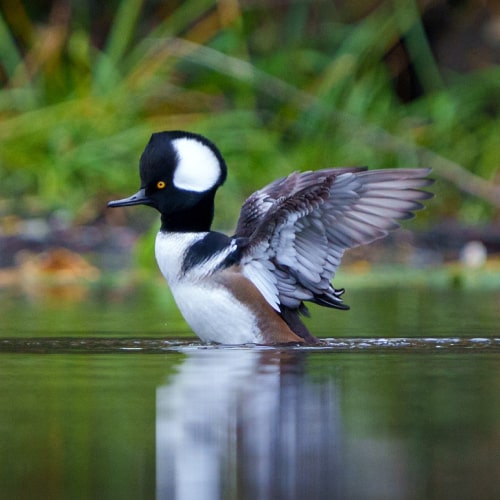 Male hooded merganser