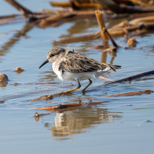 Least sandpiper