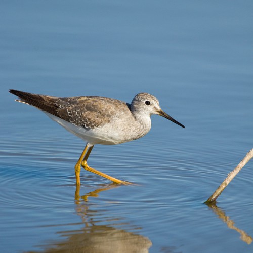 Lesser yellowlegs wading