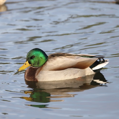 Male mallard