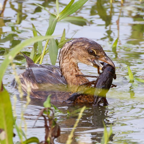 Pied-billed grebe foraging