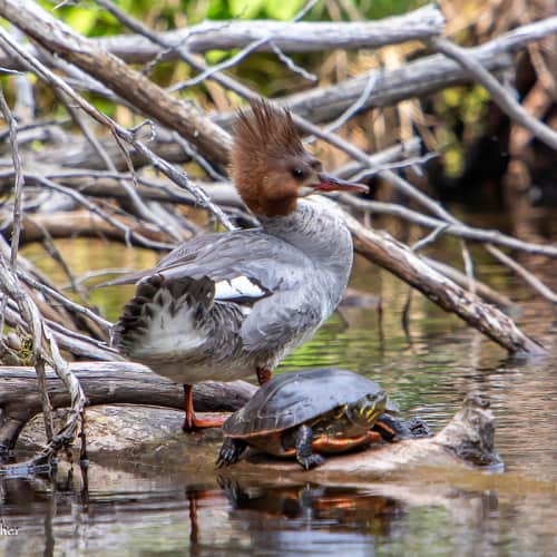 Red-breasted merganser next to turtle