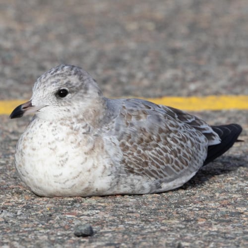 Ring-billed gull