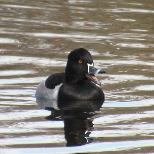 Male ring-necked duck