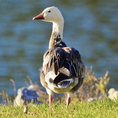 Snow goose