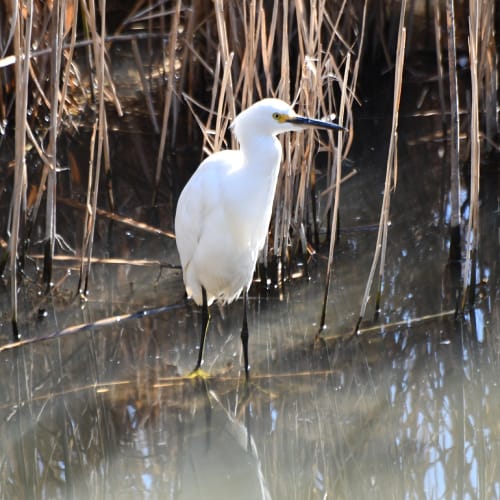 Snowy egret