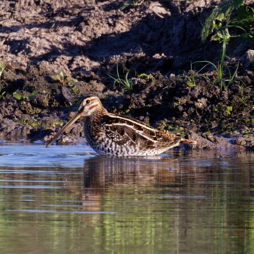 Wilson's snipe