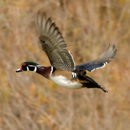 Male wood duck in flight