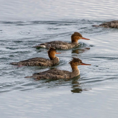 Red-breasted mergansers