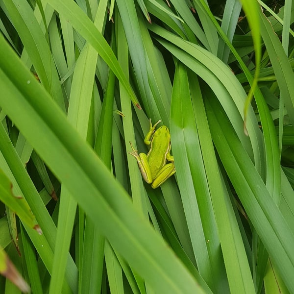 Green and golden bell frog on grass