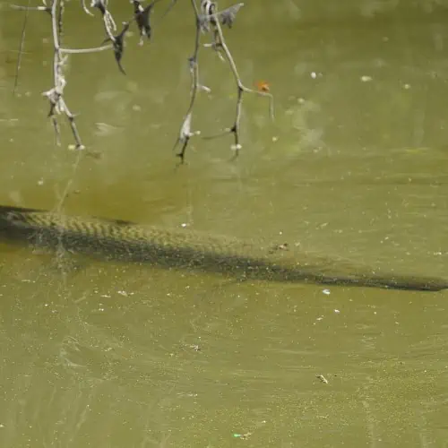 Alligator gar underwater