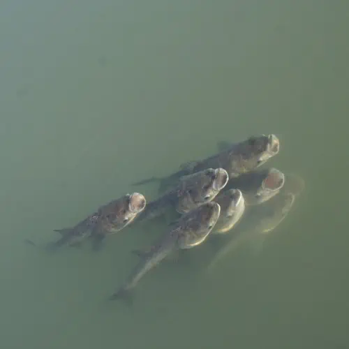 Group of bighead carp