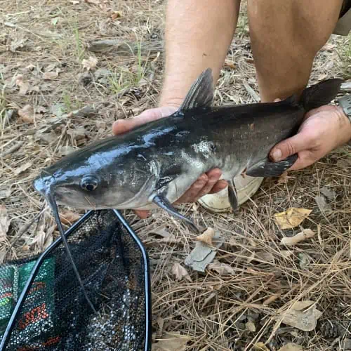 Channel catfish in hands