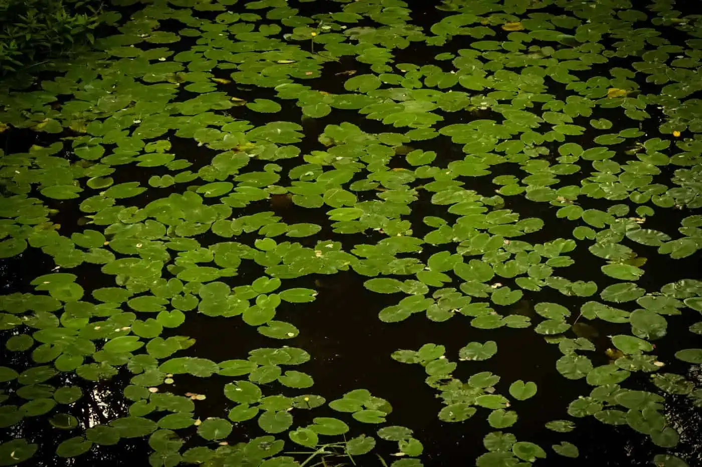 Managing High Pond pH (How to Lower & Stabilize pH) Pond Informer