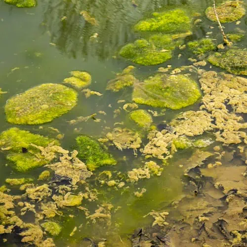 Algal bloom in pond