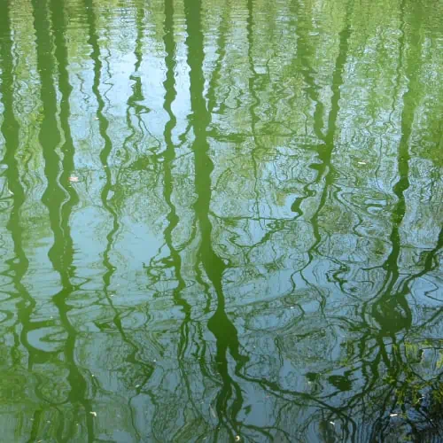Green pond water