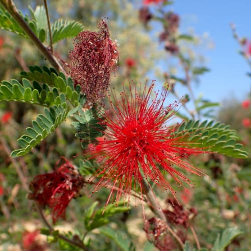Baja fairy duster