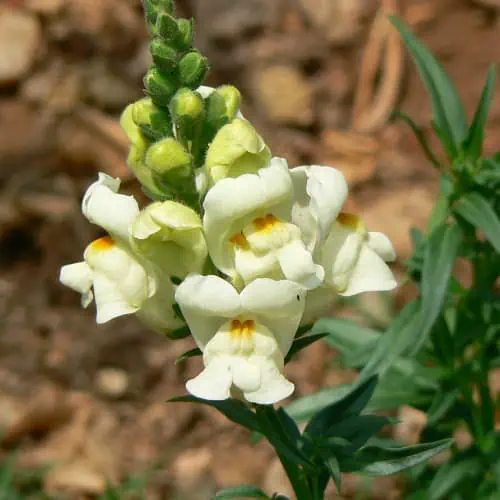 10 Winter Flowers for Arizona (Top Picks) Pond Informer