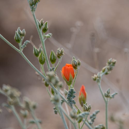 Desert globemallow