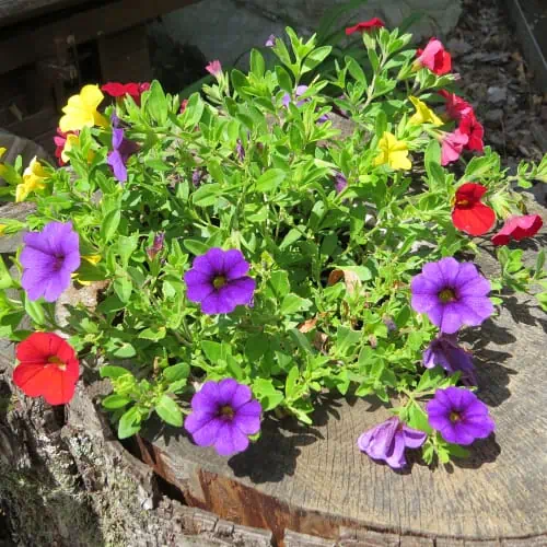 10 Winter Flowers for Arizona (Top Picks) Pond Informer