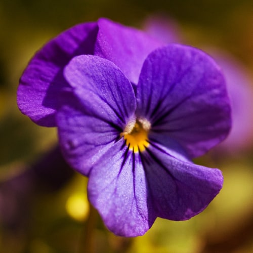 10 Winter Flowers for Arizona (Top Picks) Pond Informer