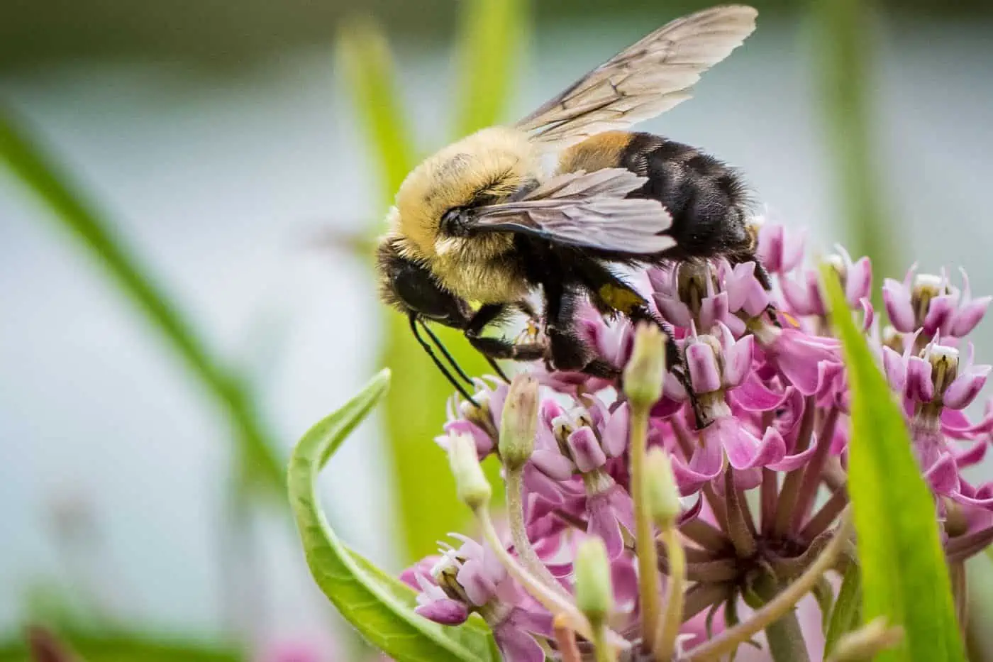 11 Winter Flowers for Bees (Top Picks) Pond Informer