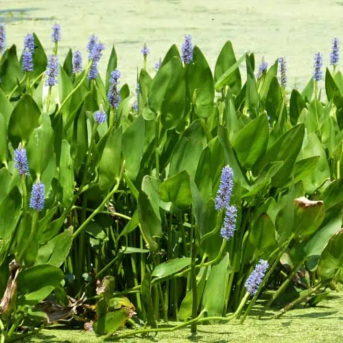 Pickerelweed in pond