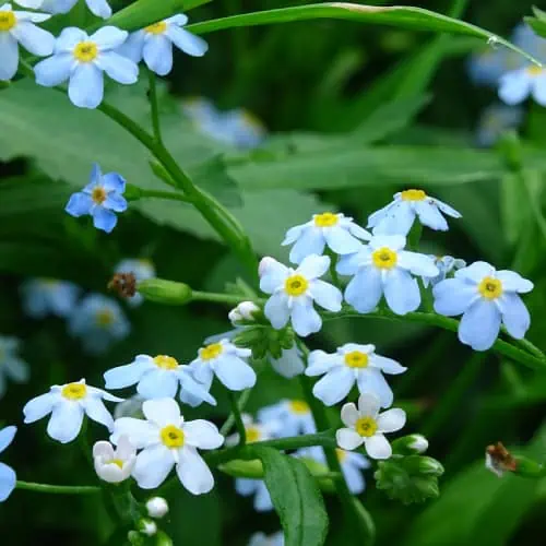 Water forget-me-not flowers