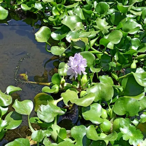 Water hyacinth in bloom