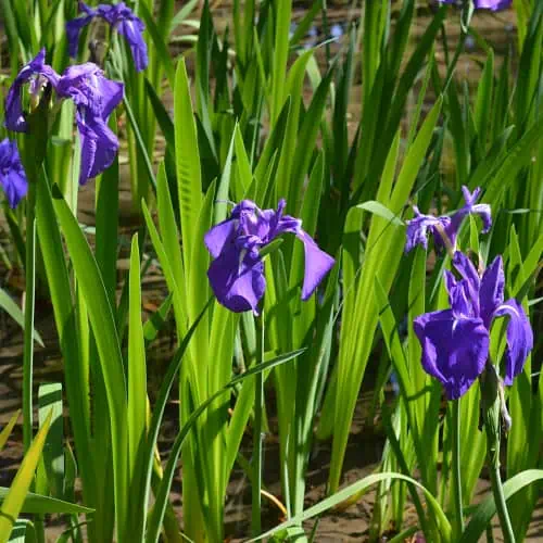 Water iris blooms